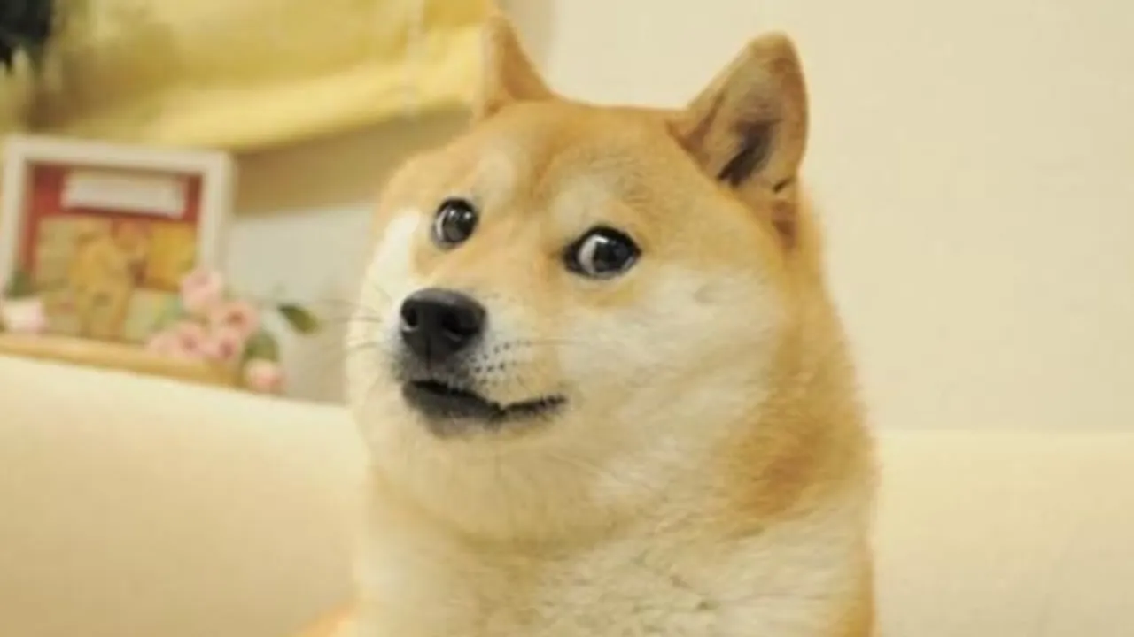  Dogecoin dog Kabosu dies after 14 years of internet fame as the 'doge' meme