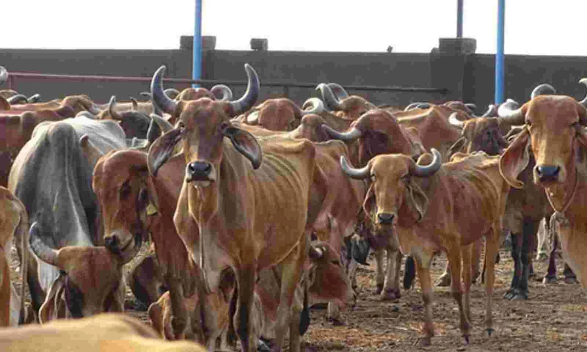  UP govt launches Cow Conservation Initiative in response to criticism over stray cattle