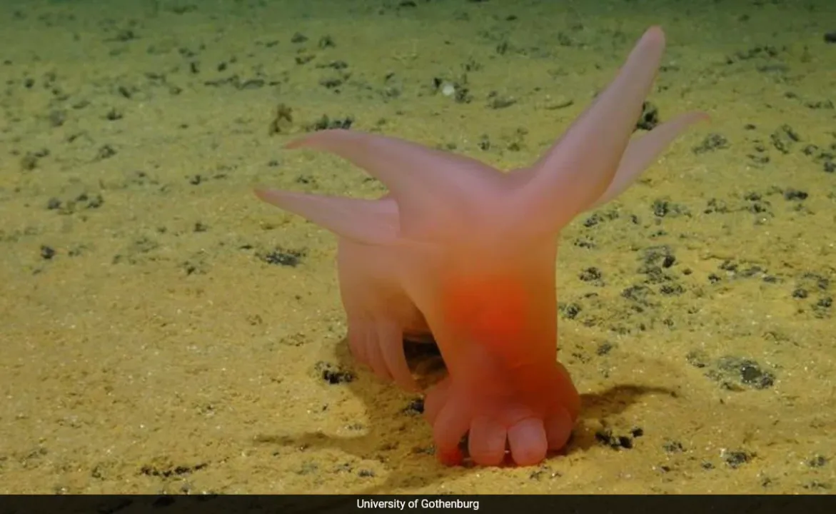  Scientists discover bizarre new species in the ocean's deepest depths