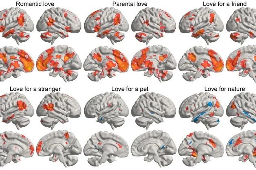  Scientists discover how various types of love illuminates distinct brain regions