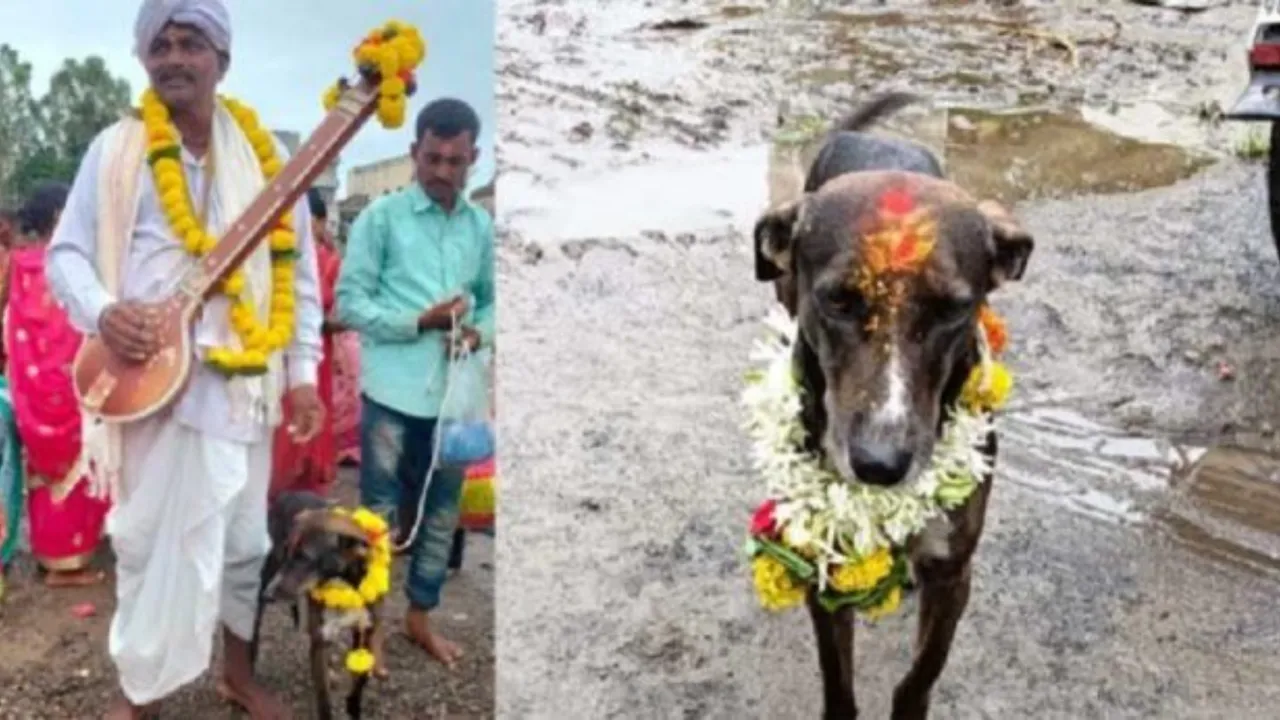  Karnataka villagers celebrate grand feast for dog's miraculous 250 km journey home