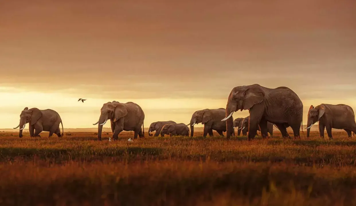  Global wildlife population drops 73% in 50 years, WWF report finds