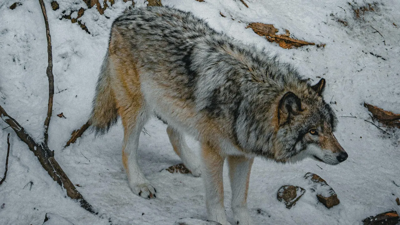  Sweden launches wolf hunt to halve endangered population   Photograph: (Pexels ) 
