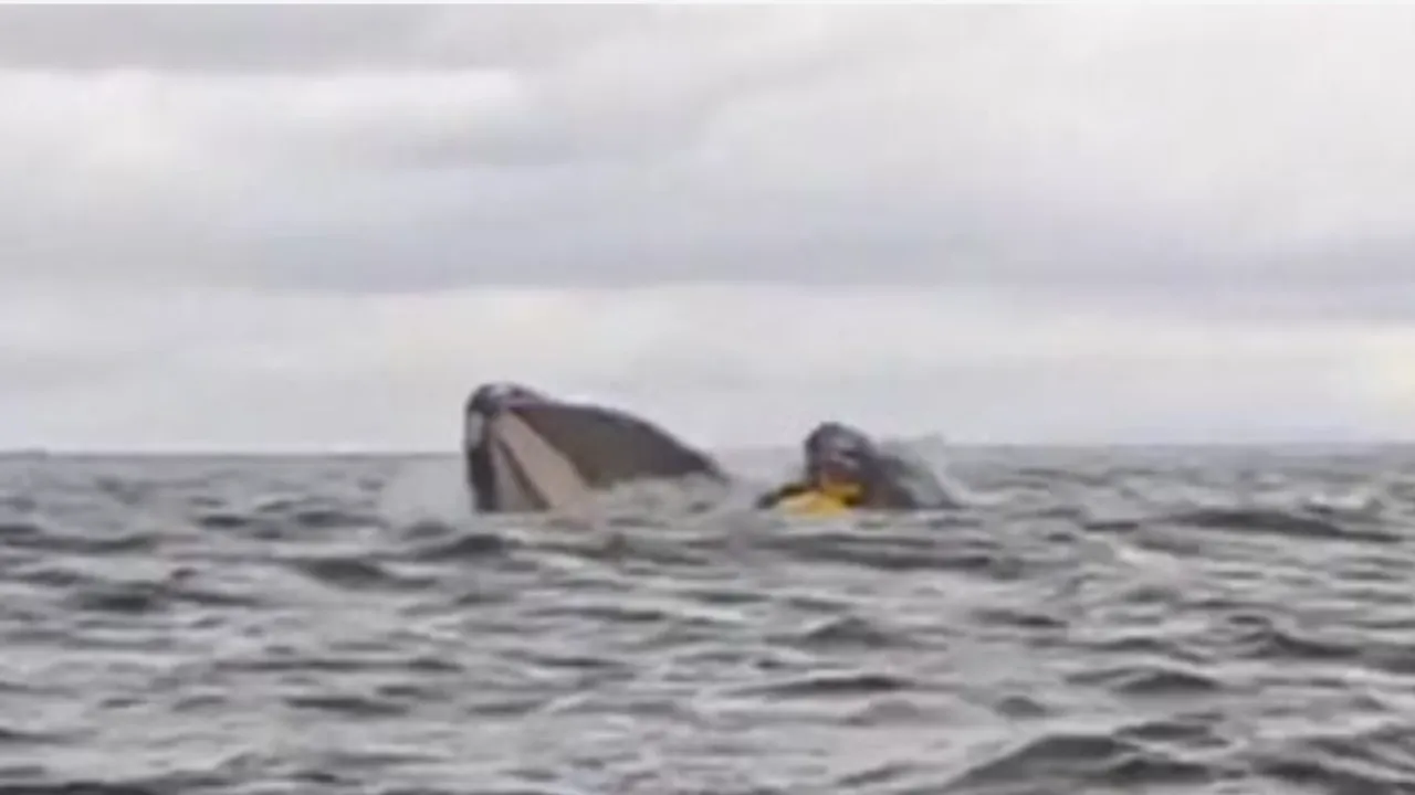  The incident happened when the kayaker, named Adrian Simancas, was off the coast of Chile in the Strait of Magellan Photograph: (@Channel4News/X.) 