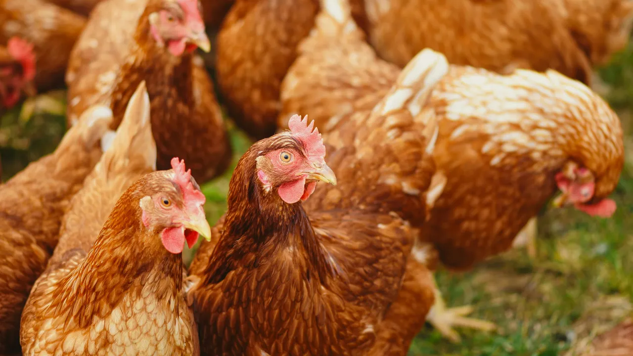  Representative image: Hens, Bird Flu Photograph: (Pexels) 