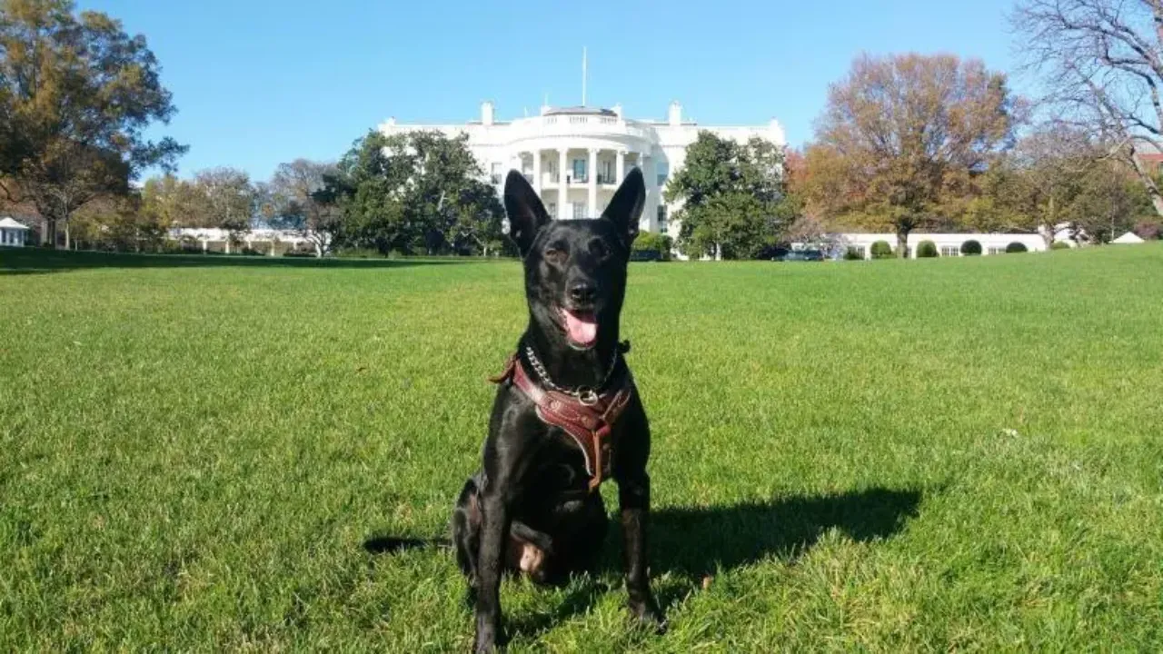  White House hero Hurricane dies at 15  Photograph: (Hurricane’s Heroes) 
