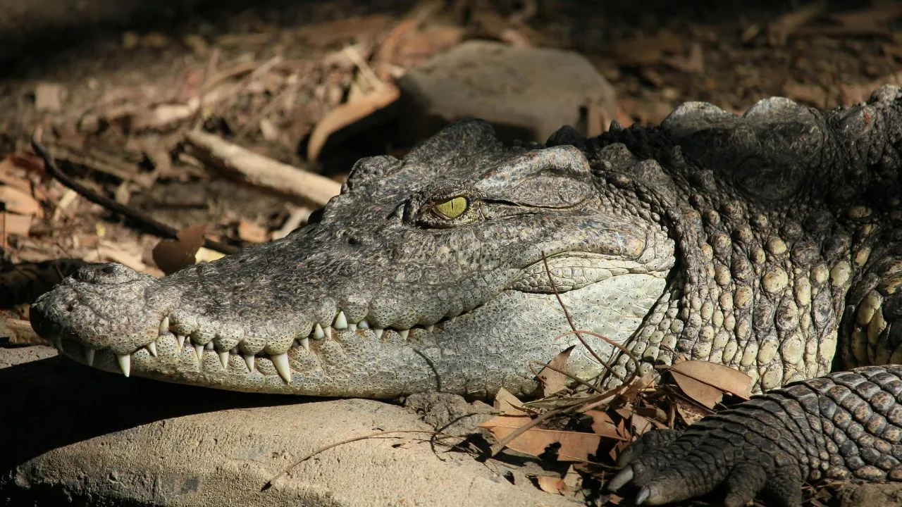  Representative image of a crocodile. Photograph: (Pexels) 