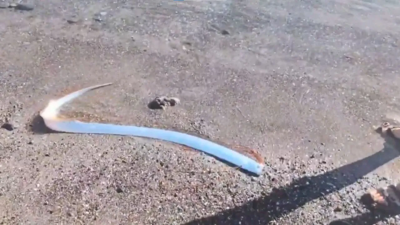  Screengrab from video shared on social media. Photograph: (X/@FearedBuck) 