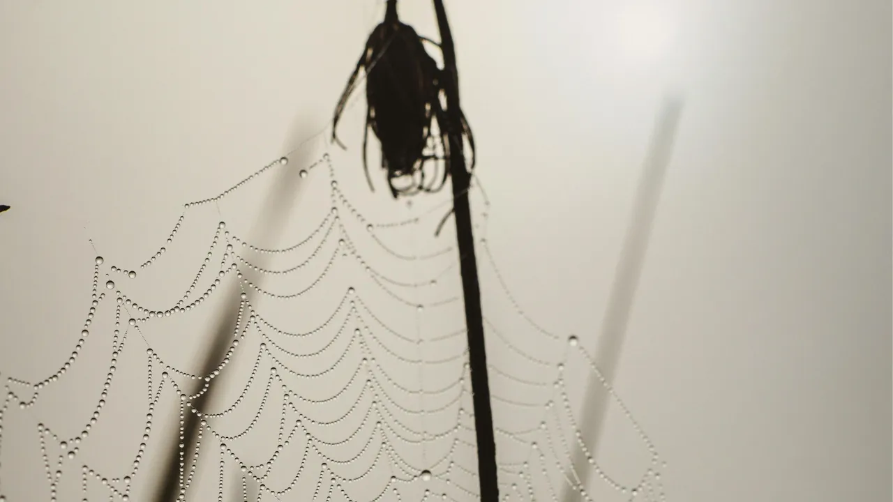  Funnel-web spiders are milked to create a special concoction. 