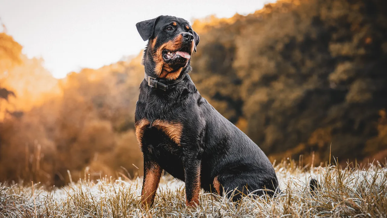  The footage of the terrifying incident was first shared by the RT Television Network on the social media platform X in which the woman was seen protecting her young child on the snowy path while the dog was approaching them.  Photograph: (Canva) 
