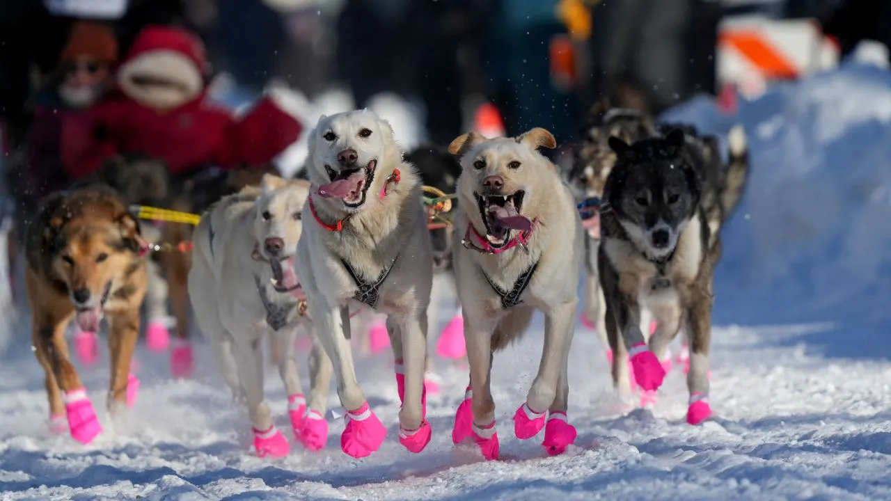  'Iditarod 2025': The famous dog race to become longer due to lack of snow! Check out all the details Photograph: (Reuters) 