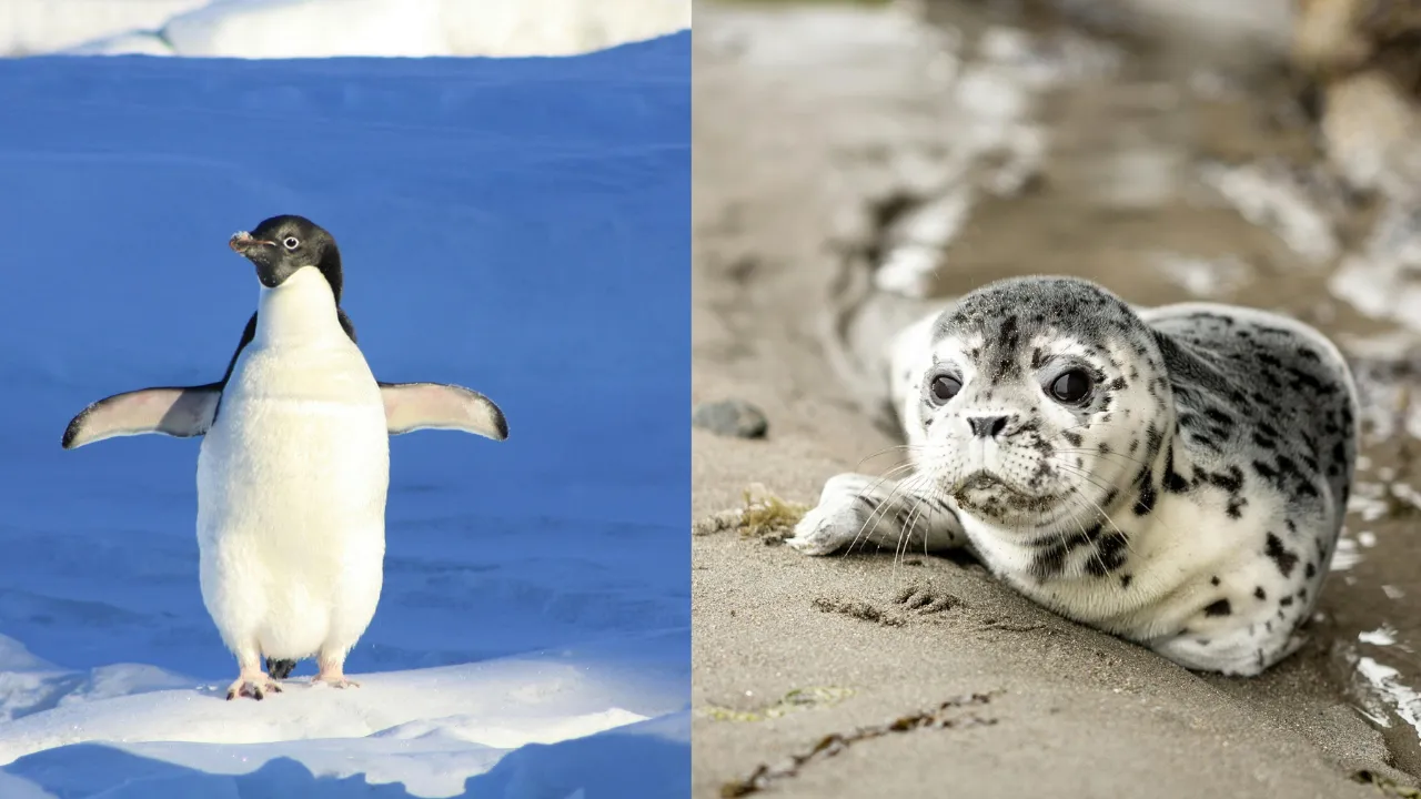  Will penguin and seals starve as world’s biggest iceberg runs aground? (Representation image (Pexels)) 