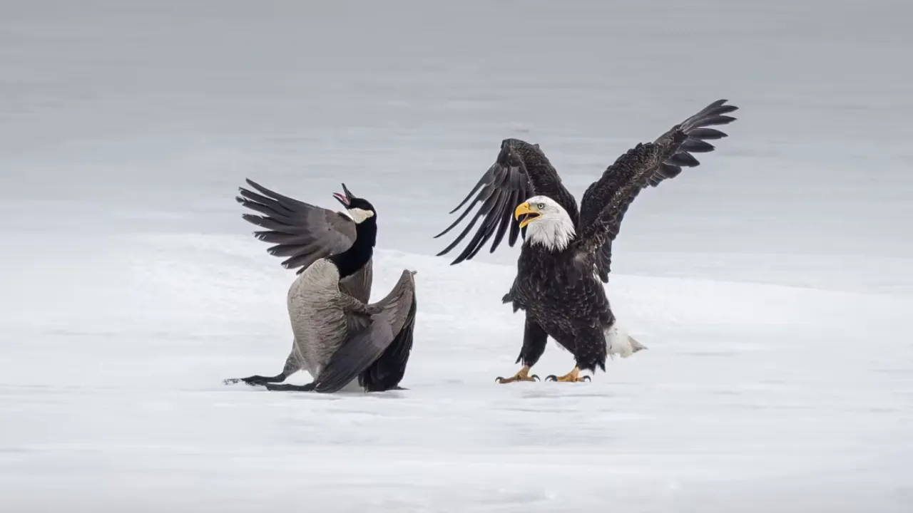  Fight between Bald Eagle and Canadian goose.  Photograph: (Mervyn Sequeira/Instagram) 