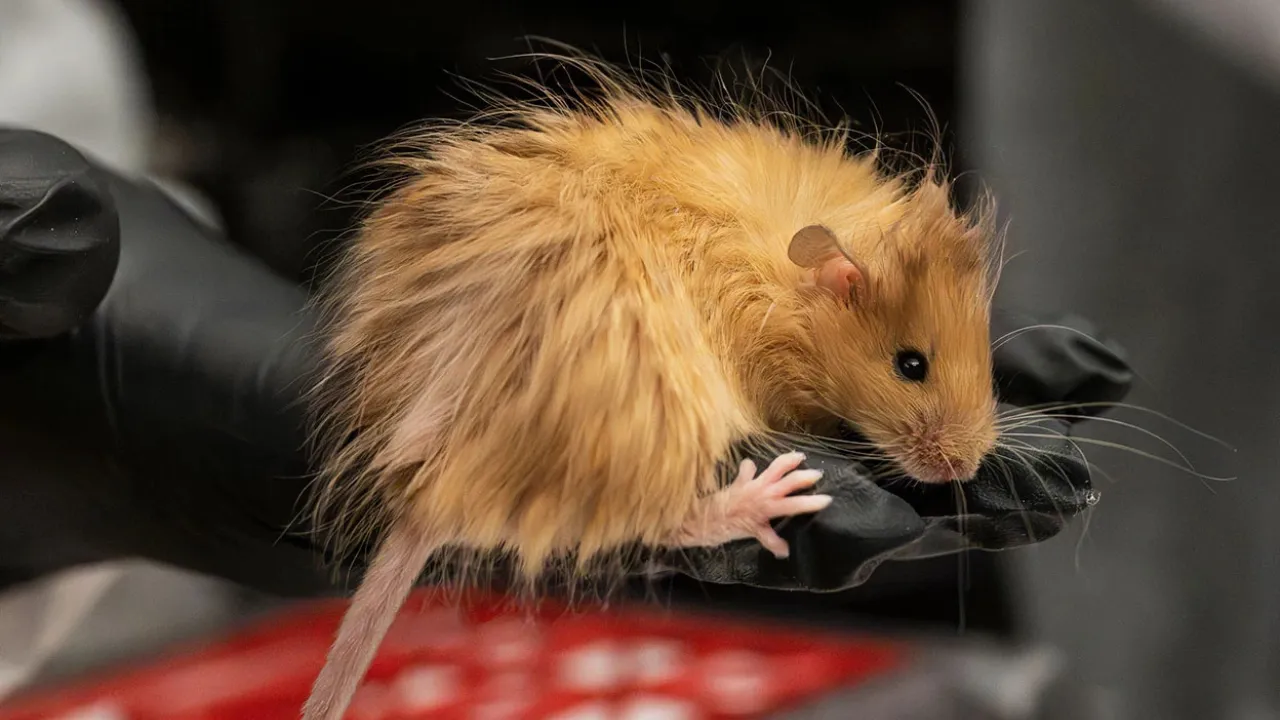 Photograph: (Colossal Biosciences/ via Nature.com) 