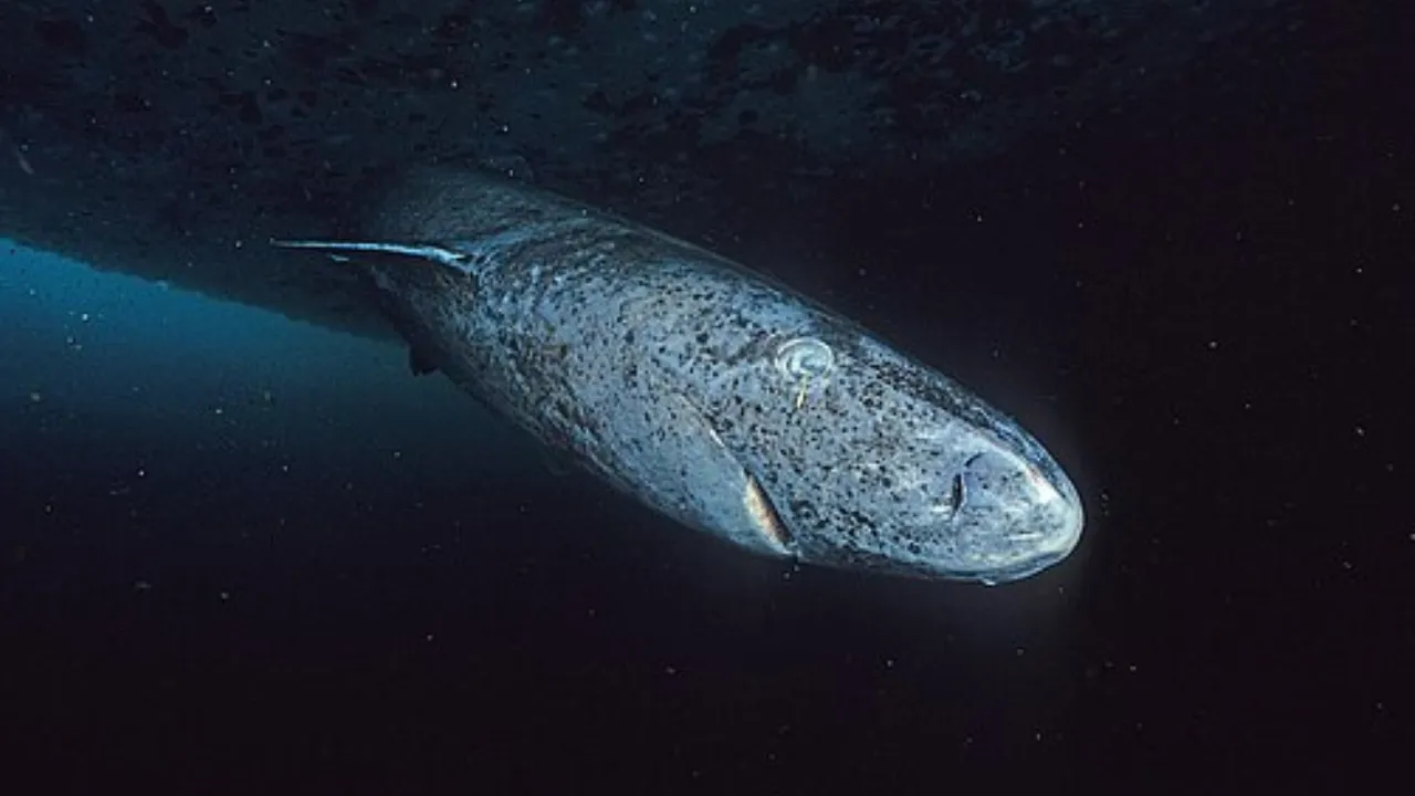  Greenland sharks can live for nearly 400 years. Photograph: (Wikimedia Commons) 