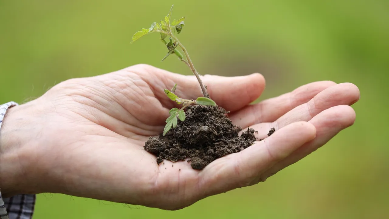  Microplastic pollution is affecting plants, and it could affect us too.Photograph: (Pixabay) 