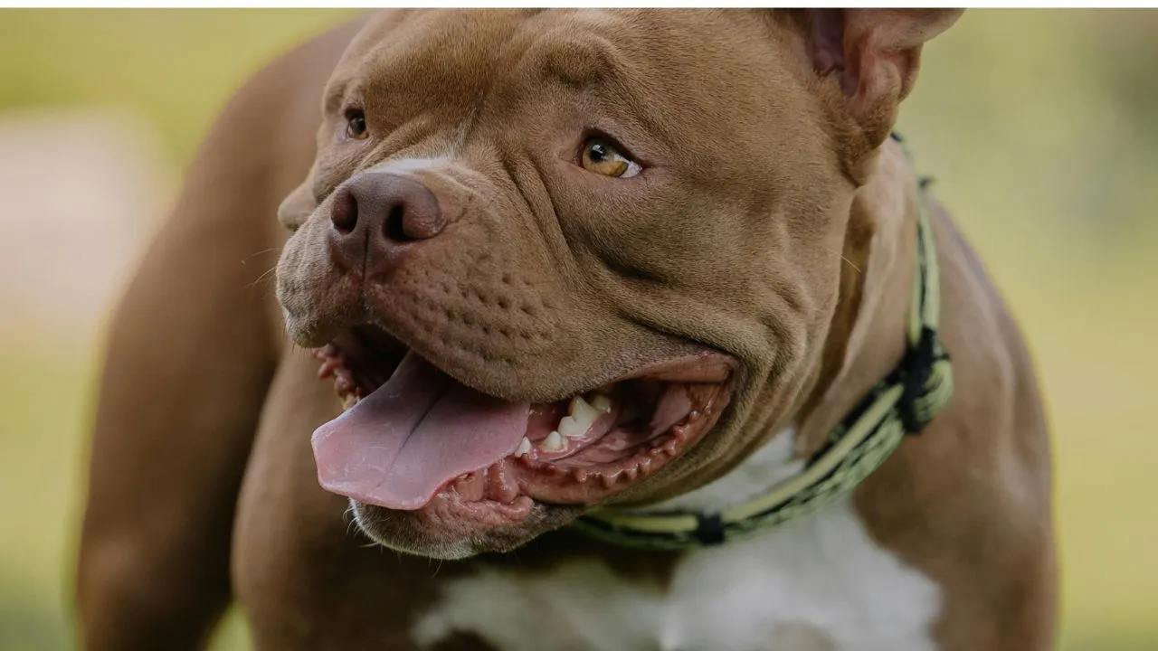  Representative image of Pitbull dog Photograph: (Pexels) 