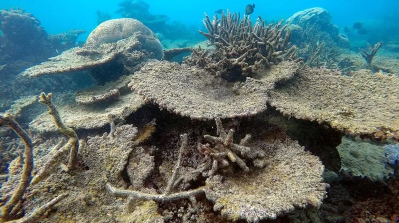  Dead table corals killed by bleaching on Zenith Reef, on the northern Great Barrier Reef in Australia. Photograph:(Reuters) 
