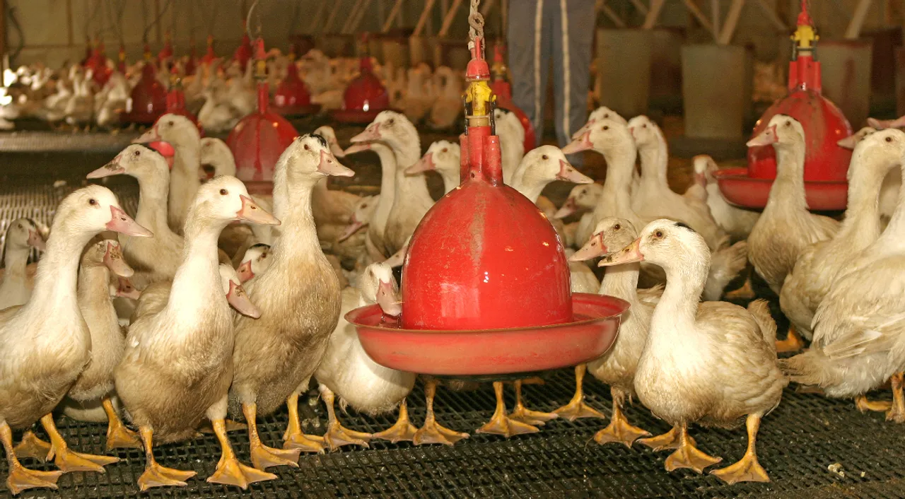  Bird Flu Photograph:(Getty) 