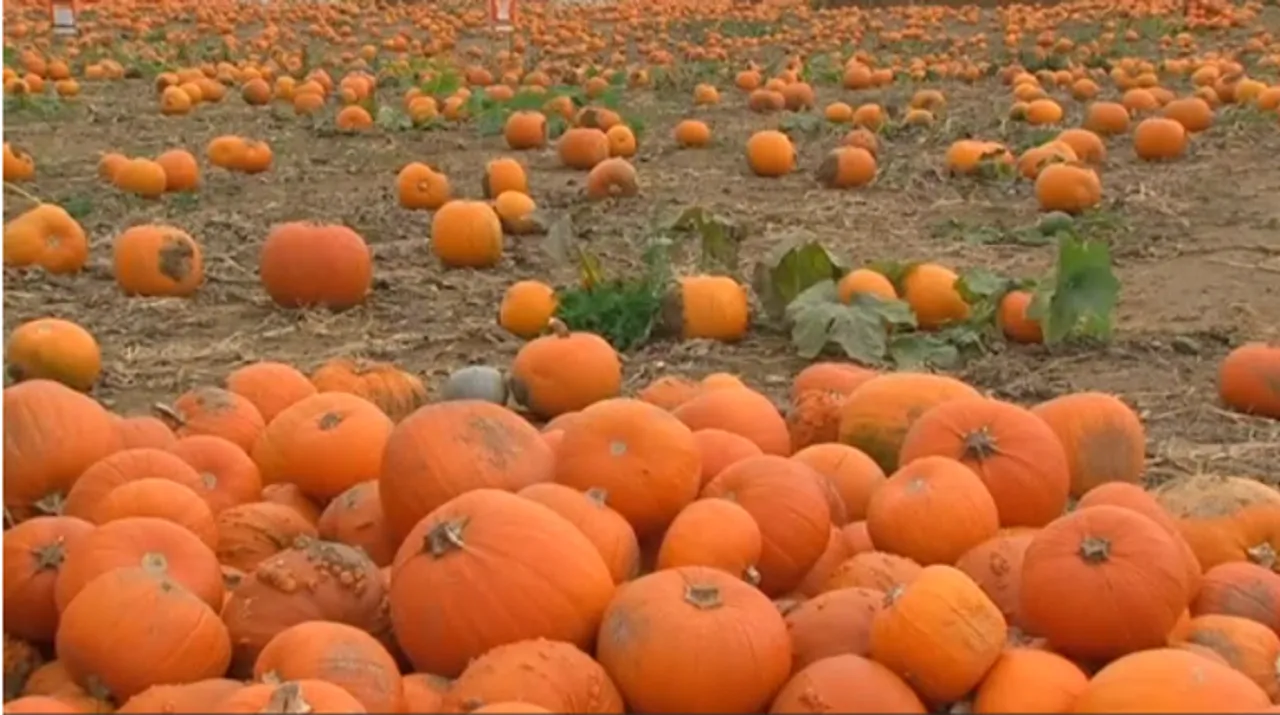  Pumpkin Photograph:(Reuters) 