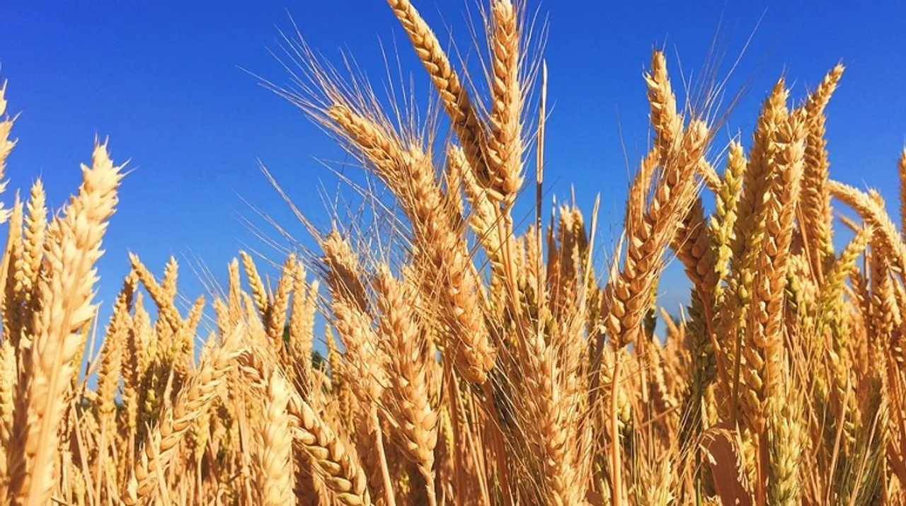  Crops Photograph:(Others) 