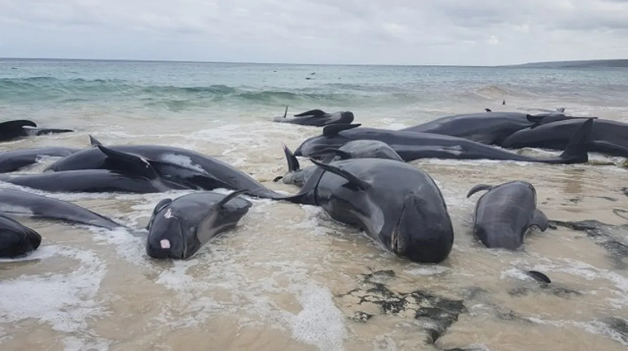  Whales  Photograph:(Reuters) 