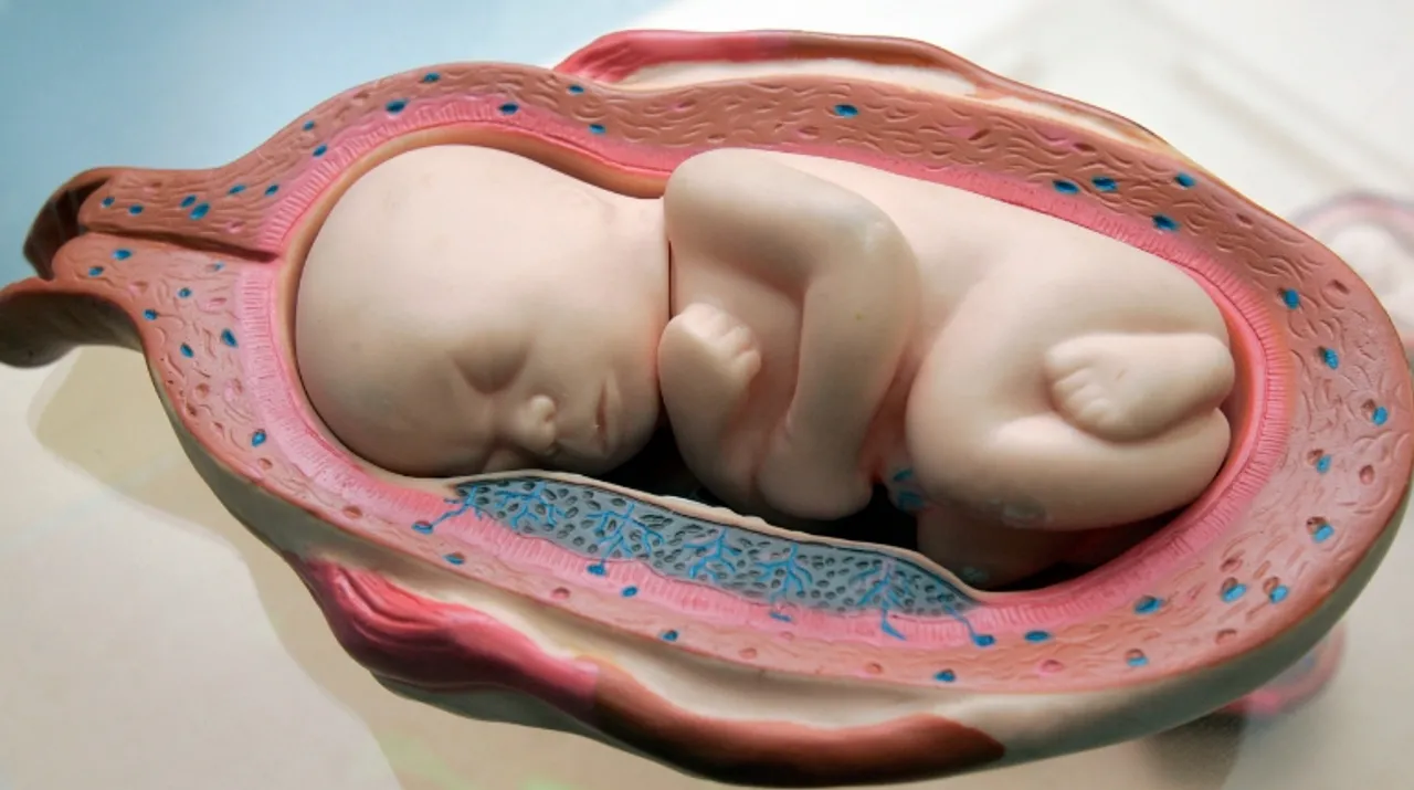  A model of a fetus is displayed at an office of the Korea Pro-Life in Seoul Photograph:(Reuters) 
