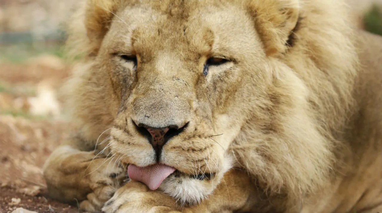  A lion at the Ma'awa For Nature and Wildlife Sanctuary for wild animals. Photograph:(Agencia EFE) 
