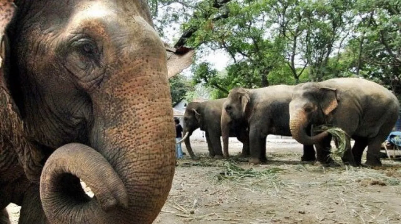  Elephant Photograph:(AFP) 