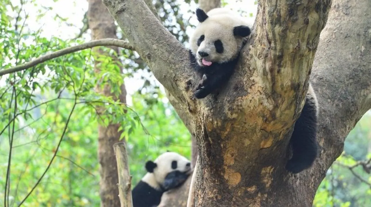  China has sent several giant pandas to different countries Photograph:(AFP) 