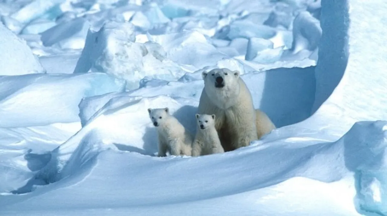  A handout photo made available on July 17, 2020 by Polar Bears International shows a polar bear with its cubs in the Sea Ice, northeast of Prudhoe Bay in Alaska in 1985 Photograph:(AFP) 