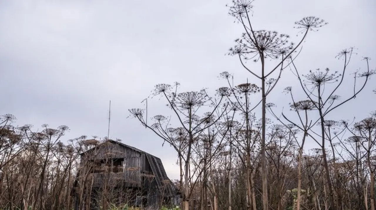  A cow warship seen next to the abandoned summer house in Tver region, Russia, Wednesday, October 16, 2019. (Sergey Ponomarev Â© 2020 The New York Times) Photograph:(The New York Times) 