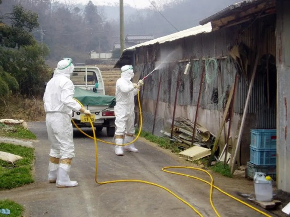  Bird flu spreads to one-fourth of Japan's prefectures Photograph:(AFP) 