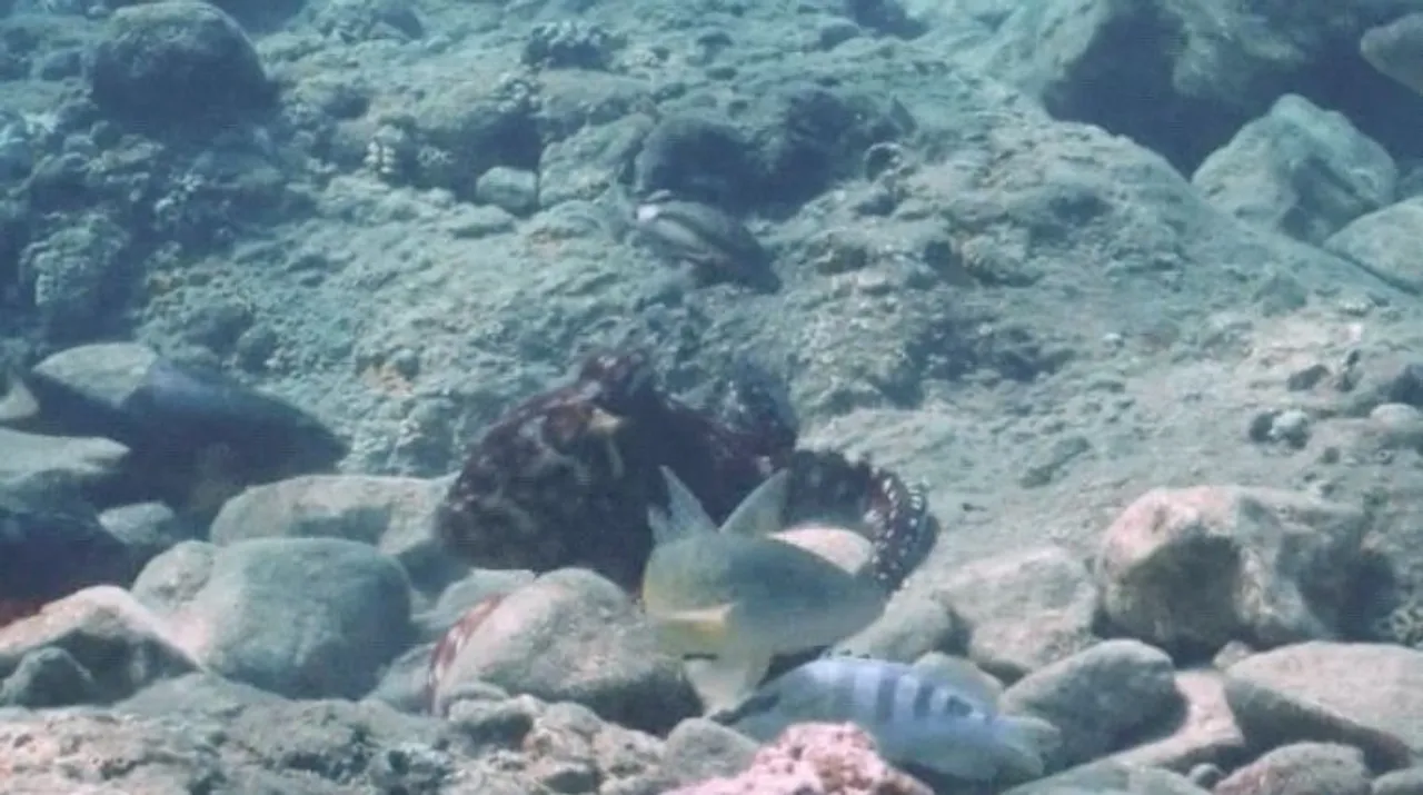  Research finds octopuses punch fish, but why? | Image courtesy: Twitter @OctoEduardo Photograph:(X) 