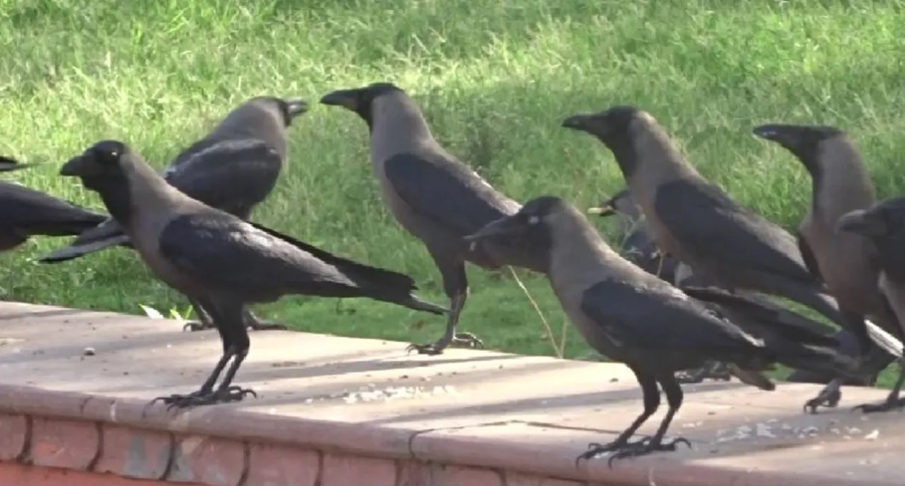  Crow Photograph:(X) 