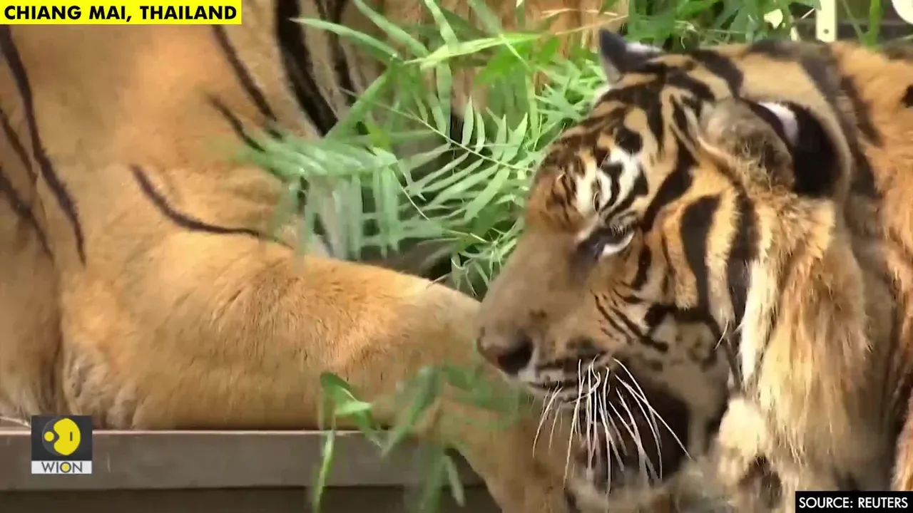 thai zoo