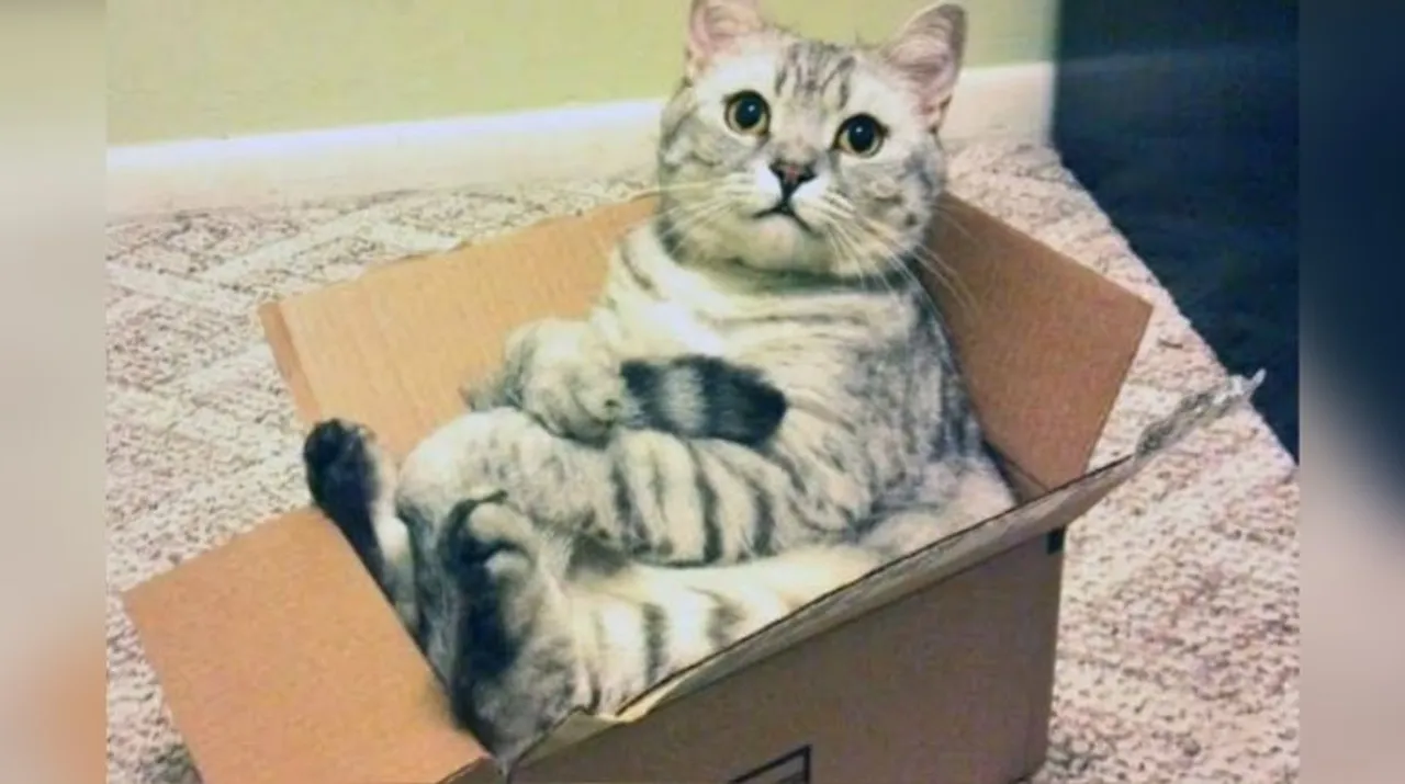  We finally know why cats love to sit in square-like boxes! Photograph:(X) 
