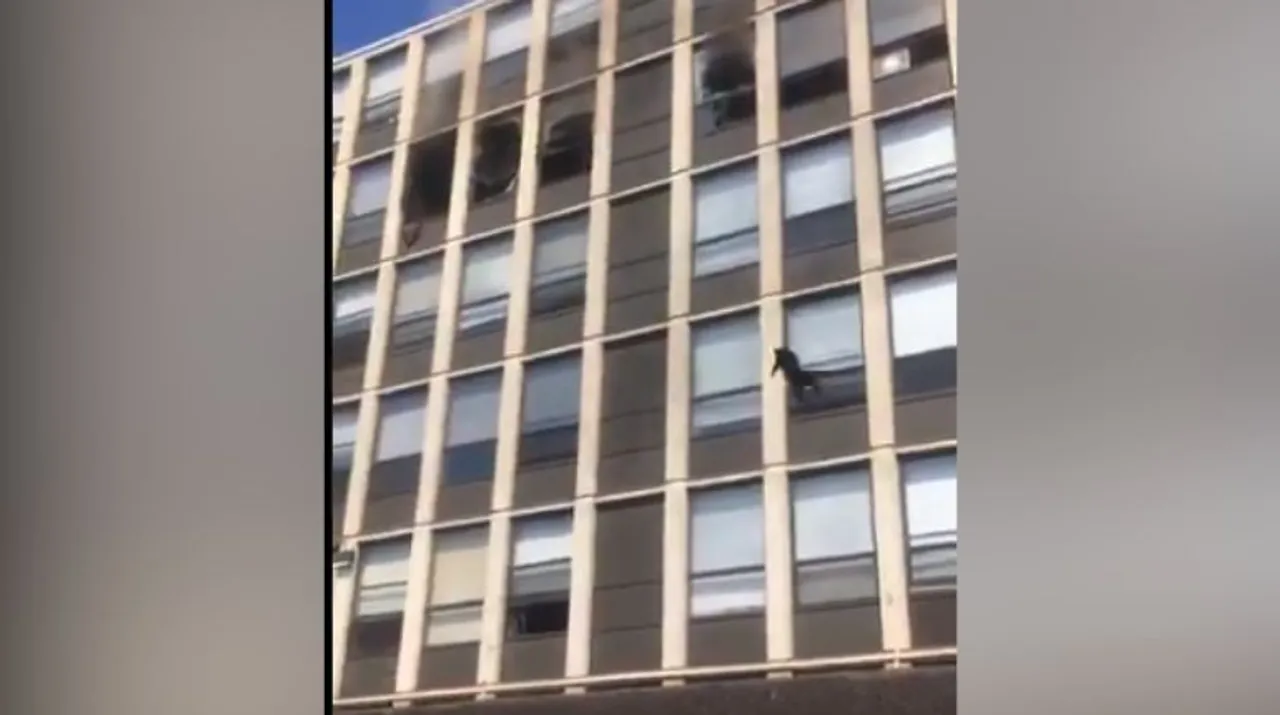  Cat jumps down from fifth floor of a burning building. Photograph:(X) 