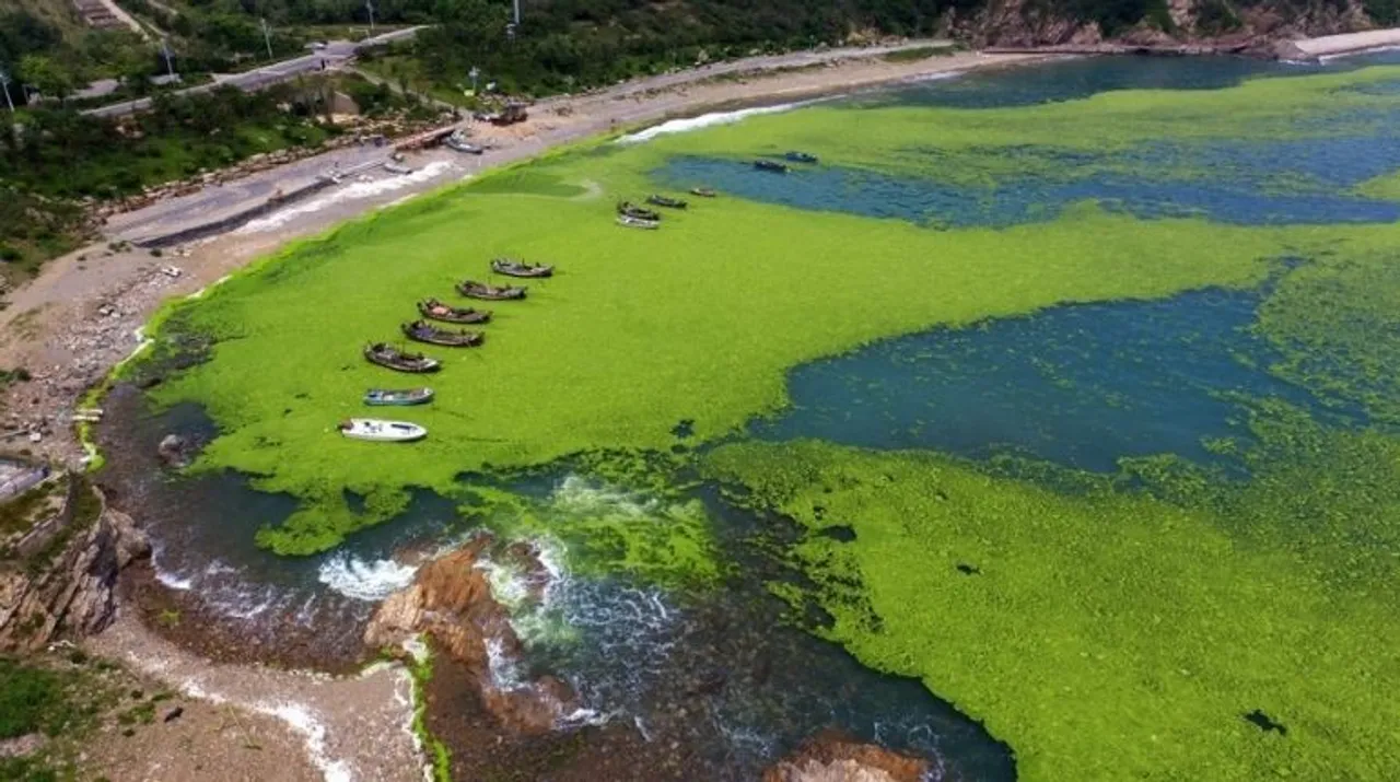  This photo taken on July 11, 2019 shows boats surrounded by algae in a bay in Qingdao, China's eastern Shandong province. The bright green algae bloom is an annual phenomenon along the Shandong coastline since the first outbreak in 2008, and is believed to be caused by a combination of warming sea temperatures, and edible seaweed farming off the coast. Photograph:(AFP) 