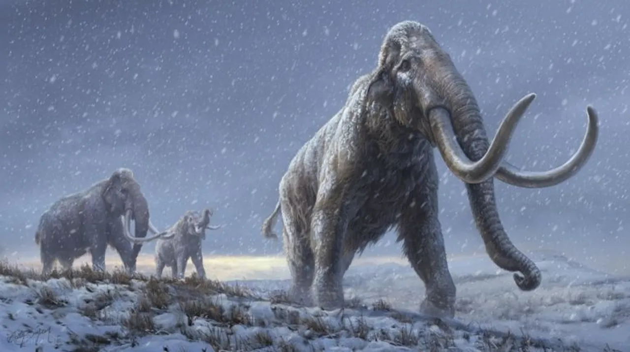  woolly mammoth Photograph:(X) 
