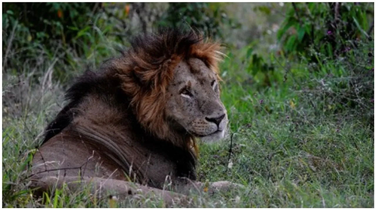  Lion Photograph:(AFP) 