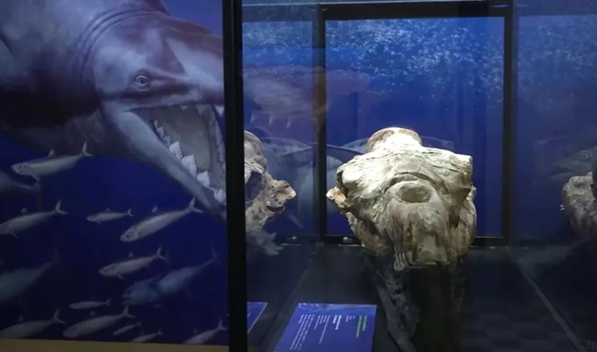  Whale fossil found in Peru Photograph:(Reuters) 