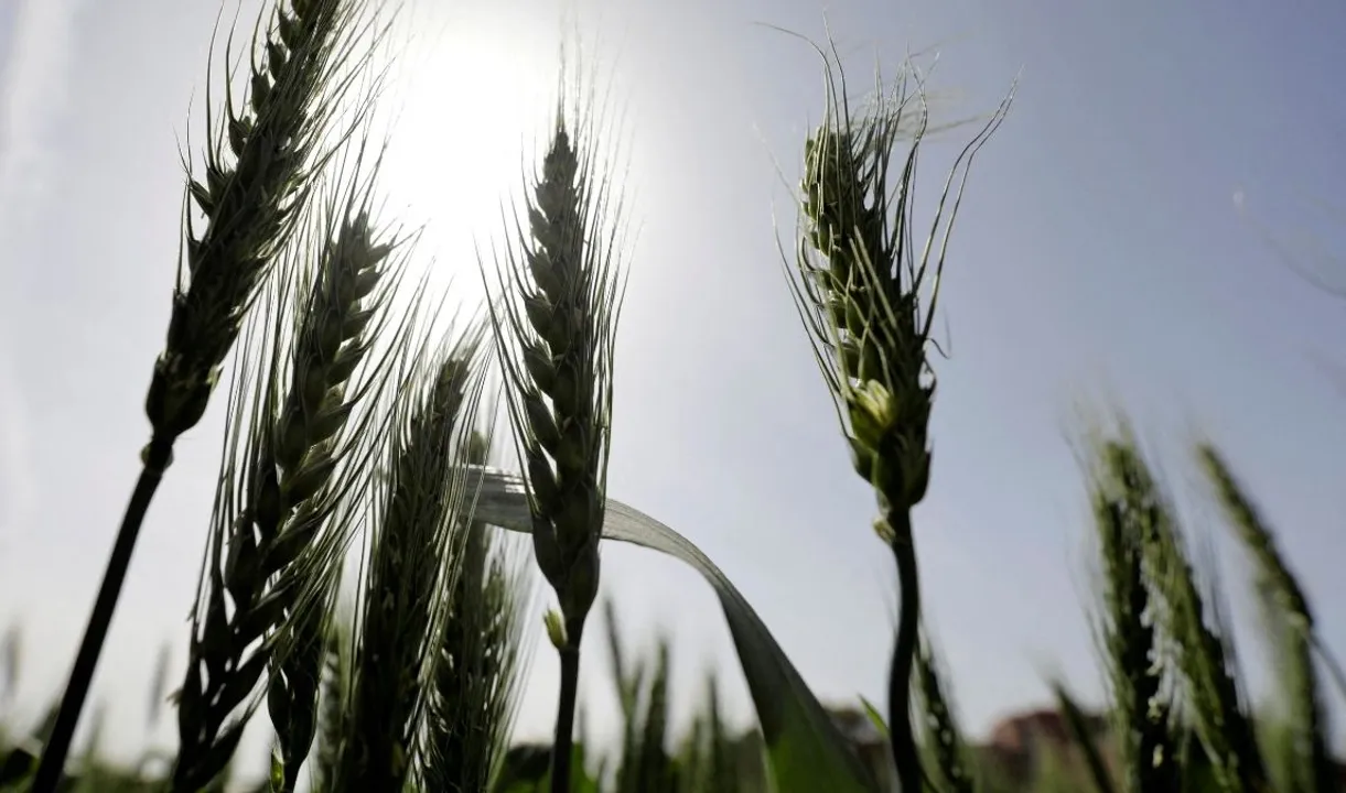  Stalks of wheat are seen at a field. Photograph:(Reuters) 