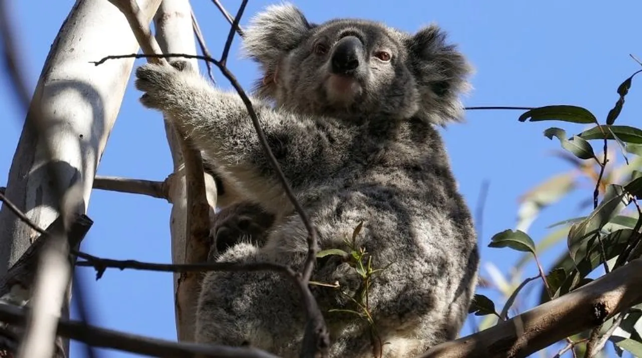  Australian researchers have said there is a need to freeze koala sperm to save endangered species from extinction (file photo).  Photograph:(Reuters) 
