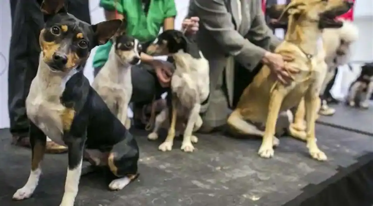  Ghaziabadhas banned residents to keep Pit Bull, Rottweiler and Dogo Argentino breeds as pets Photograph:(Agencies) 
