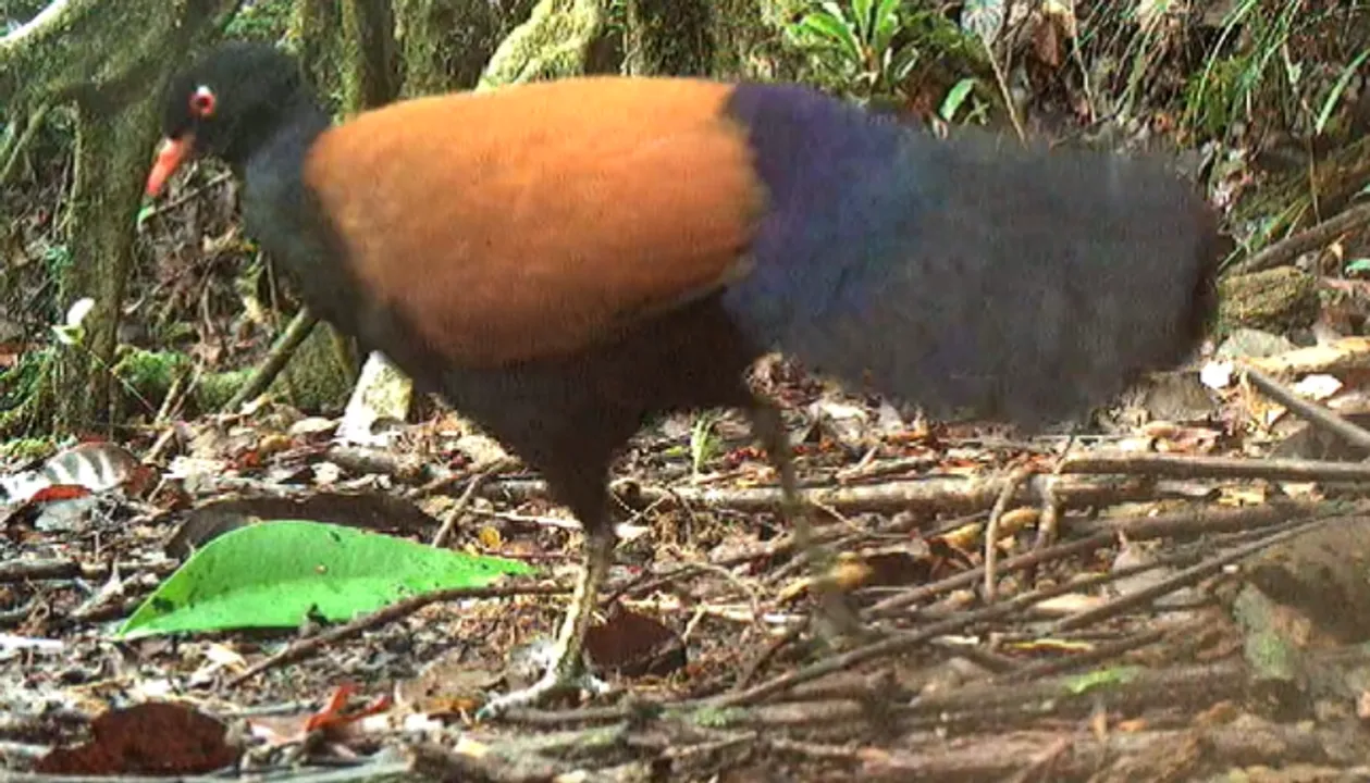  The chicken-sized bird is among 20 âlostâ birds that have not been sighted for over a century. (Image courtesy: ReWild) Photograph:(X) 