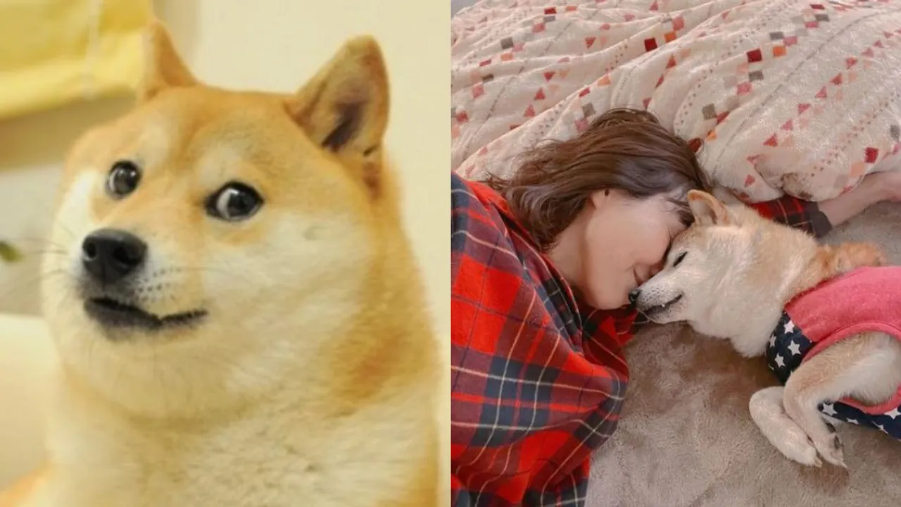  DOGE MEME Photograph:(Agencies) 