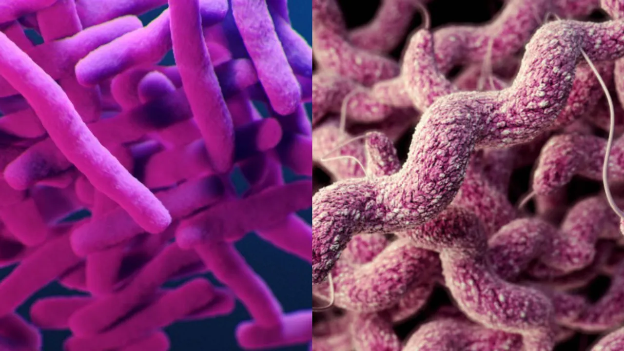 Alarming presence of superbugs  Photograph:(Others) 