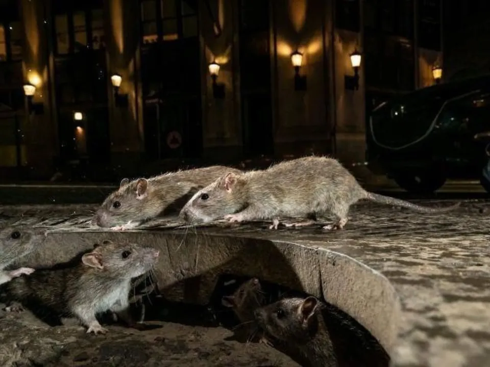  Rats can also carry the virus behind COVID-19.  Photograph:(X) 
