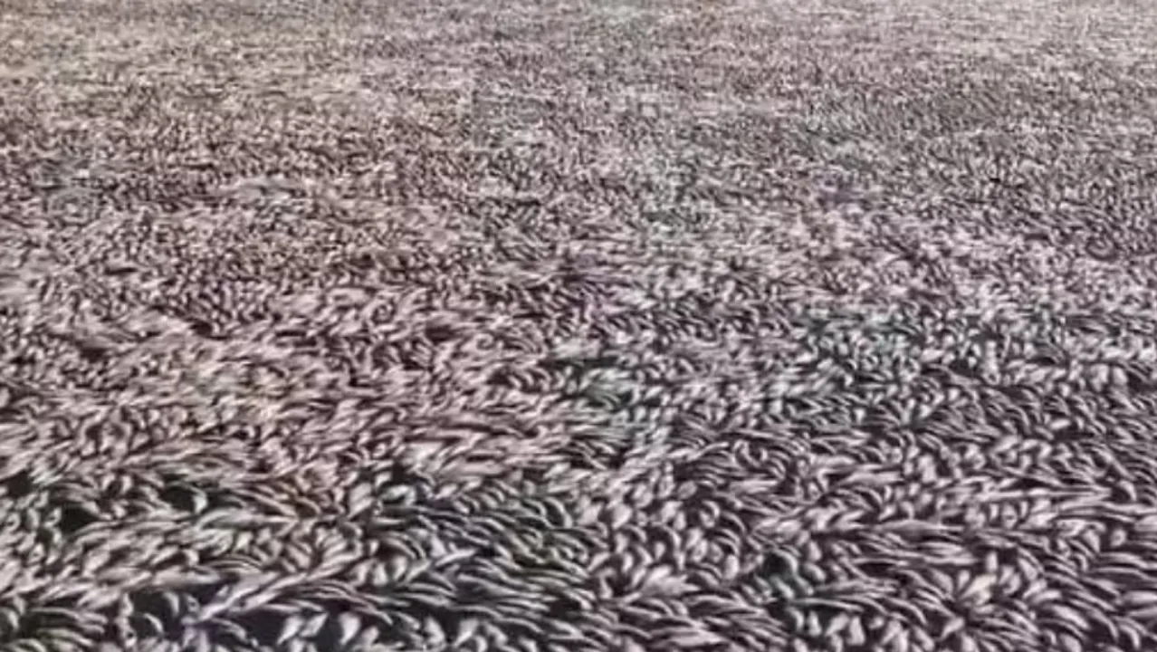  'Horrific': Millions of dead, rotten fish wash ashore river near Australian town   Photograph:(X) 
